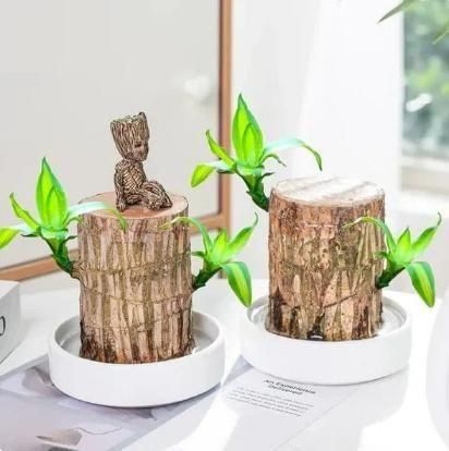 Lucky Brazil Wood Potted Plant🍀 Buy 1 Get 1 Free