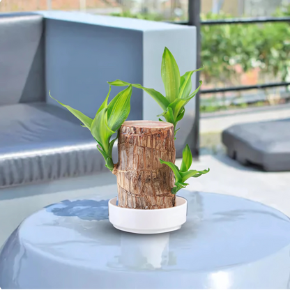 Lucky Brazil Wood Potted Plant🍀 Buy 1 Get 1 Free