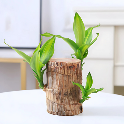 Lucky Brazil Wood Potted Plant🍀 Buy 1 Get 1 Free